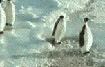Tripping Penguin